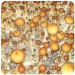 Псилоцибиновые (галлюциногенные)  грибы Psilocybin "Golden Teacher" в Энгельсе