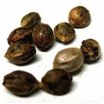 Семена марихуаны АК-47  (Seeds AK-47) в Энгельсе